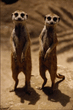 animal_074.jpg