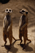 animal_075.jpg