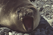 animal_076.jpg