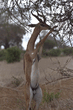 animal_077.jpg