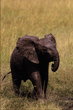 animal_079.jpg