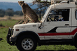 animal_080.jpg