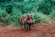 animal_081.jpg