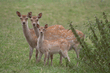 animal_082.jpg