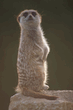 animal_083.jpg