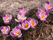 crocuses.jpg