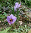 Crocus_sativus1.jpg