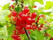 food_Currants_112244.jpg