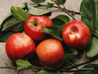 wallpapers_food_Apples_652160.jpg