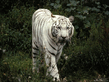 beley_tigr.jpg