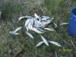 100_34205555.jpg