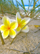 Frangipani.jpg