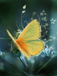 Butterfly.jpg