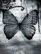 Butterfly_2.jpg