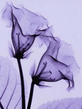 Mystic_Flowers.jpg