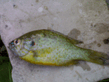 31072010054.jpg