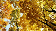 P1030449u.jpg