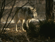 ВОЛК (Canis lupus)