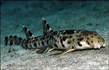 Scyliorhinus canicula