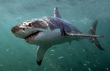 Carcharodon_carcharias_1.jpg