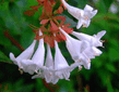 Abelia X grandiflora.jpg