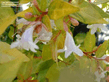 abelia_grandiflora_fransis_mason.jpg