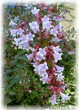 abelia_grandiflora__Edward_Goucher.jpg