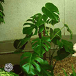 monstera_2.jpg