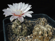 Gymnocalycium_amerhauseri.jpg