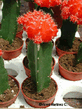 Gymnocalycium_mihanovichii_02.jpg