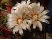 Gymnocalycium_erinaсeum_1.jpg