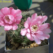 Gymnocalycium_sp_v_condorensis.jpg