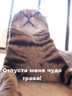 cat_0007.jpg