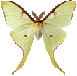 actias_luna_051.png