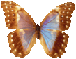 butterfly_brown_065.png