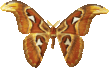 attacus_atlas_898.png