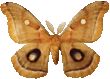 antheraea_polyphemus_929.png