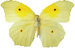 anteos_yellow_878.png