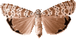 brown_moth_065.png