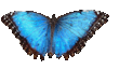 blue_butterfly_983.png