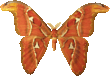 attacus_copper_896.png