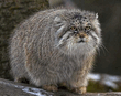 manul.jpg