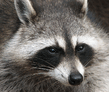 _Raccoon__Procyon_lotor__2.jpg