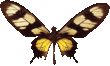 butterfly_black_003.png