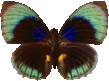 butterfly_black_013.png