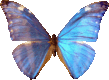 butterfly_blue_064.png