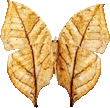 butterfly_brown_048.png