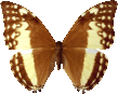 butterfly_brown_069.png