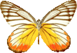 butterfly_brown_079.png