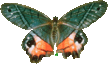 butterfly_green_28200.png